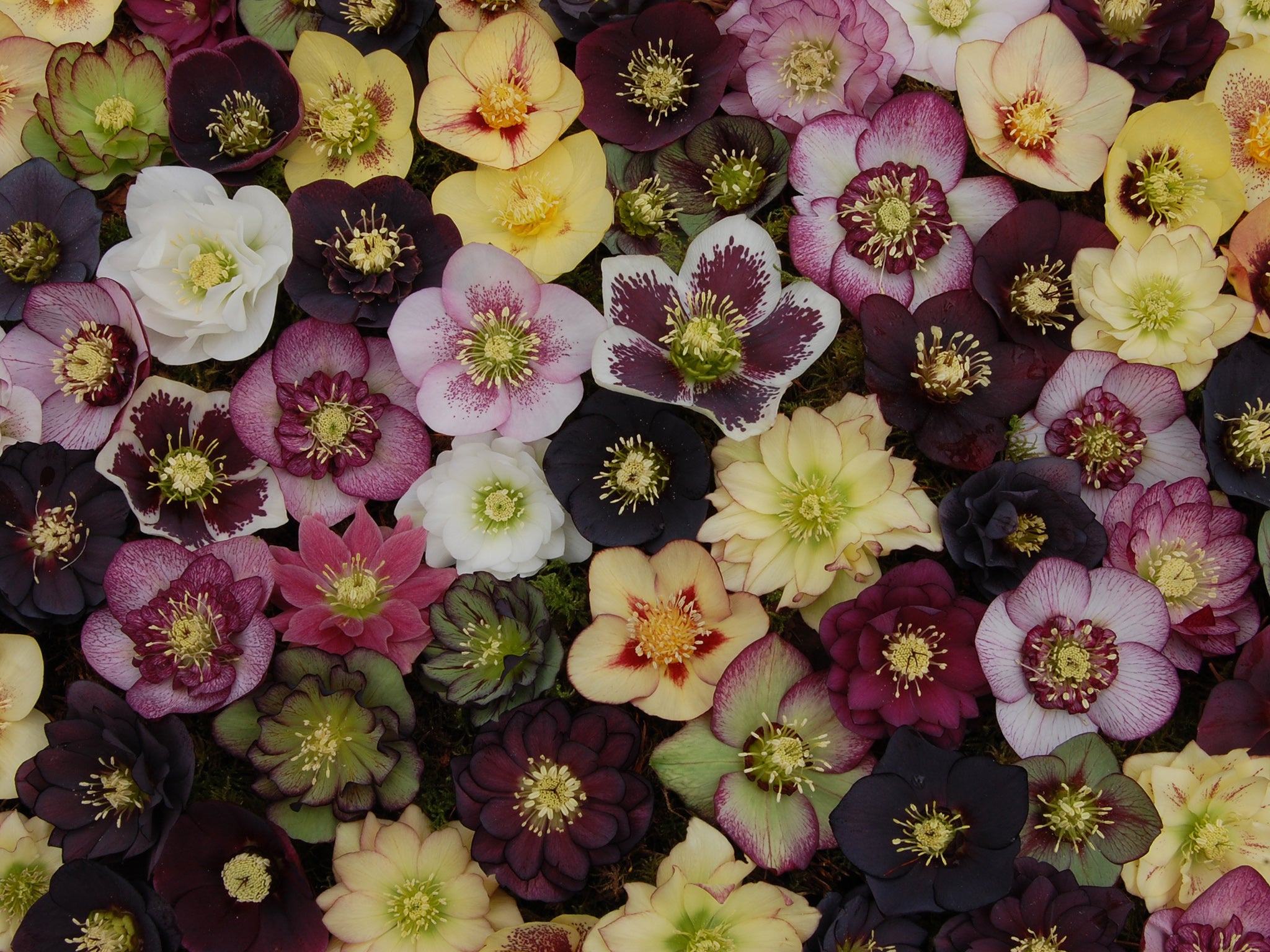 Some nurseries have spent almost 30 years perfecting Lenten rose hybrids