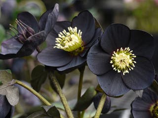 Early bloomer: The Hellebore perennial has never been better | The ...