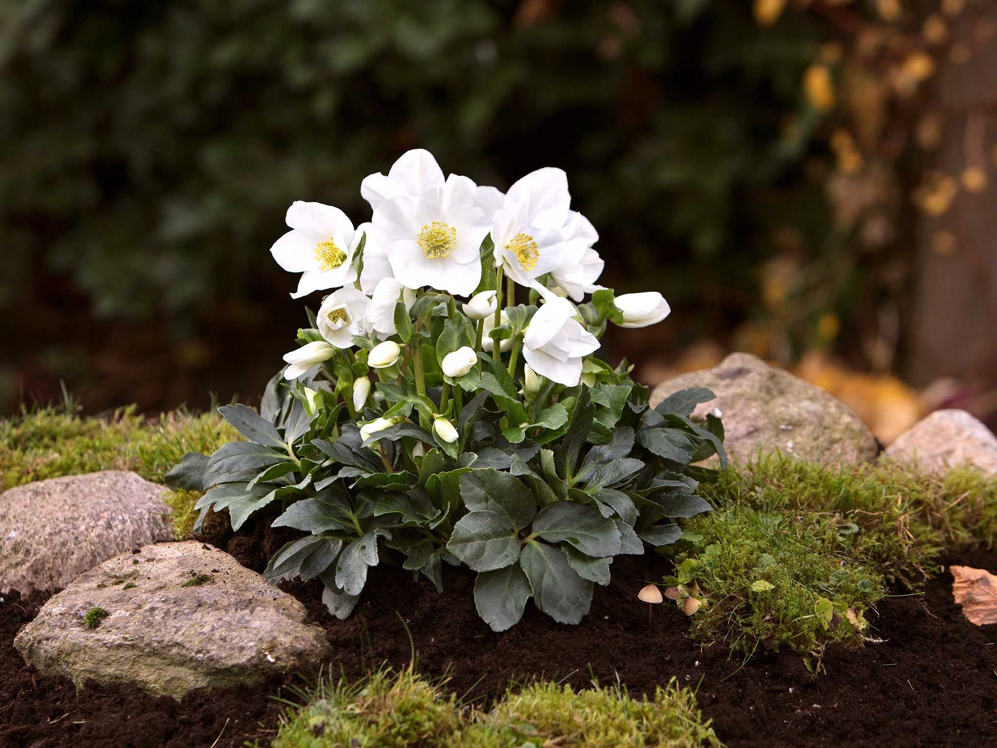 Christmas rose hybrids are sold in pots but flourish outdoors