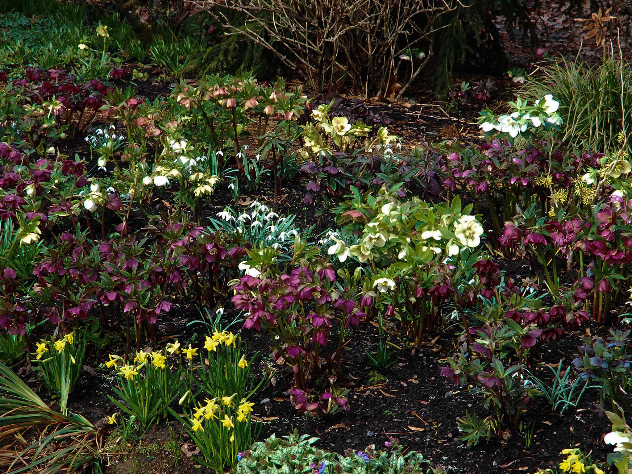 Purple-black varieties of Lenton rose are effective paired with the fresh yellow colours of emerging bulbs and perennials in late winter and early spring