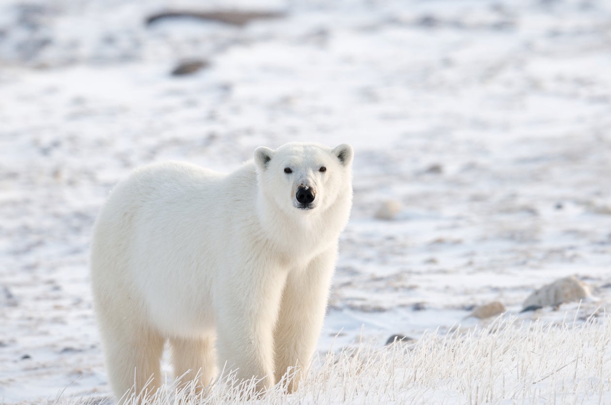 The royals could be jostling with polar bears in Churchill (Getty)