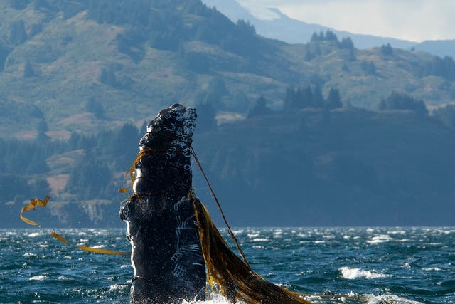 Over 50 humpback whales were entangled off the west coast of the US in 2015 and again in 2016, according to the NOAA