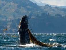 Unprecedented ocean heatwaves ‘led to record whale entanglements’