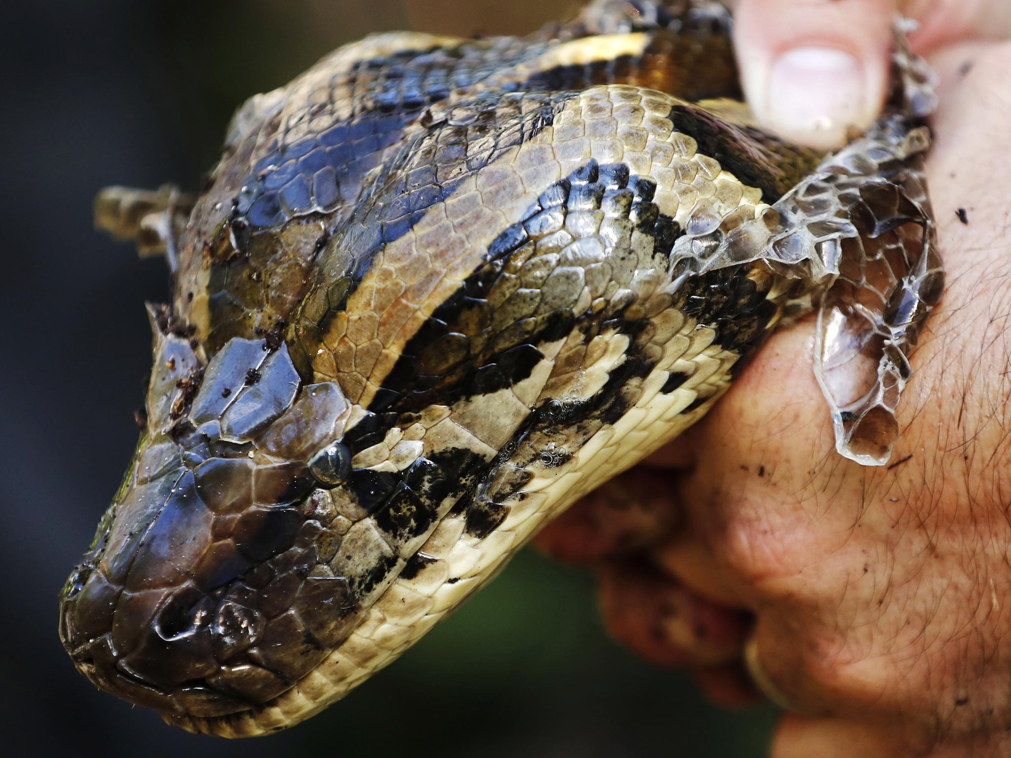 Burmese pythons are an invasive species to Florida's everglades