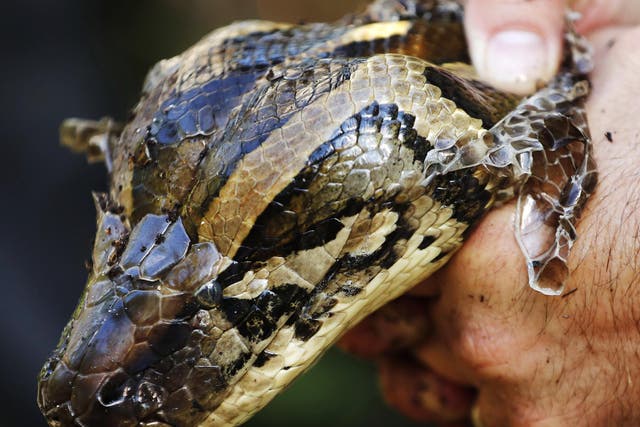 Burmese pythons are an invasive species to Florida's everglades