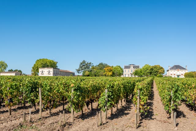 Grapes and vineyards of Margaux, in the famous Medoc area in France
