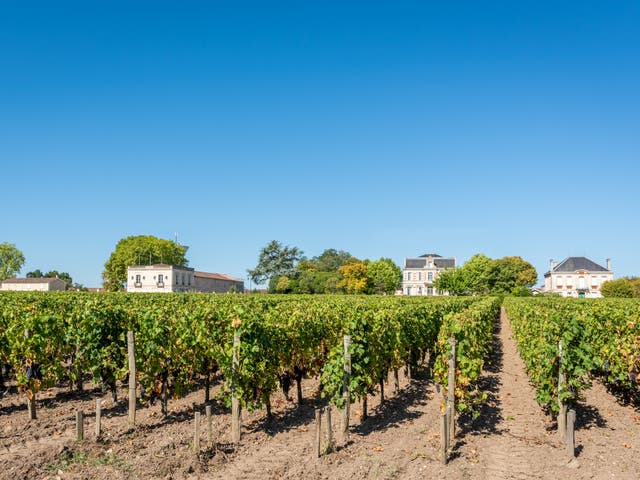 Grapes and vineyards of Margaux, in the famous Medoc area in France