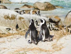 Woman apologises for getting ‘too close’ to penguins having sex