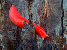 Giant hot pink slug feared extinct in Australian wildfires survived