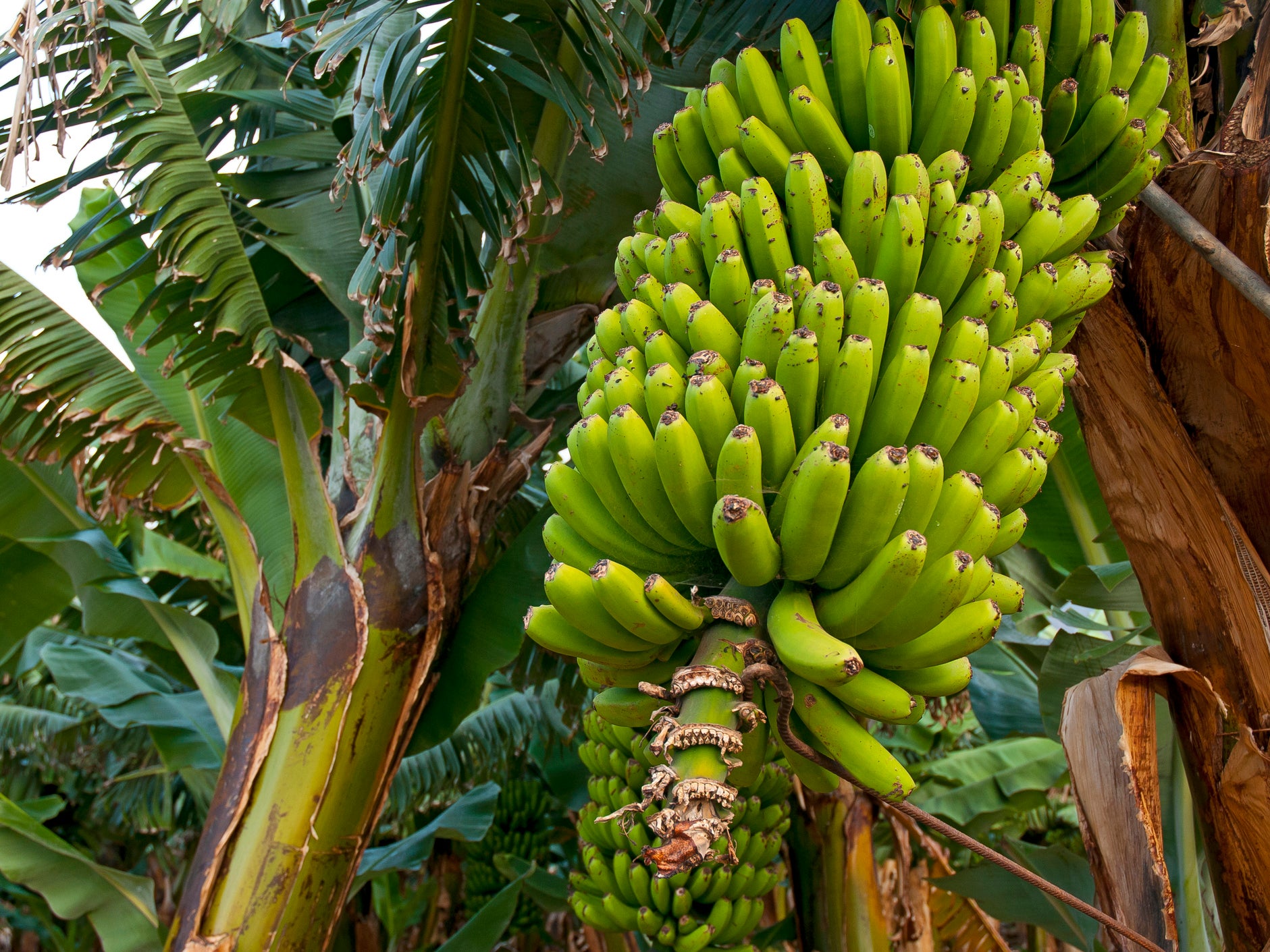 Banana plants were among the domesticated species prehistoric humans brought with them to remote Pacific islands over 3,000 years ago