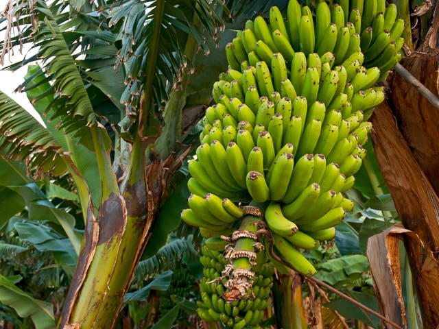 Banana plants were among the domesticated species prehistoric humans brought with them to remote Pacific islands over 3,000 years ago