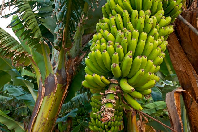 Banana plants were among the domesticated species prehistoric humans brought with them to remote Pacific islands over 3,000 years ago