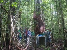 Starving and shot orangutan returned to wild as ‘world’s most wildlife-rich areas being destroyed’