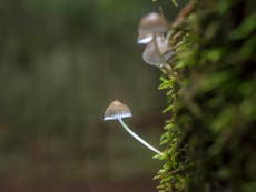 Magic mushroom compound ‘has anti-anxiety effect lasting years’