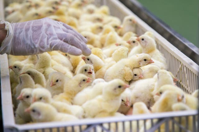 The vast majority of male chicks are not wanted in poultry industry