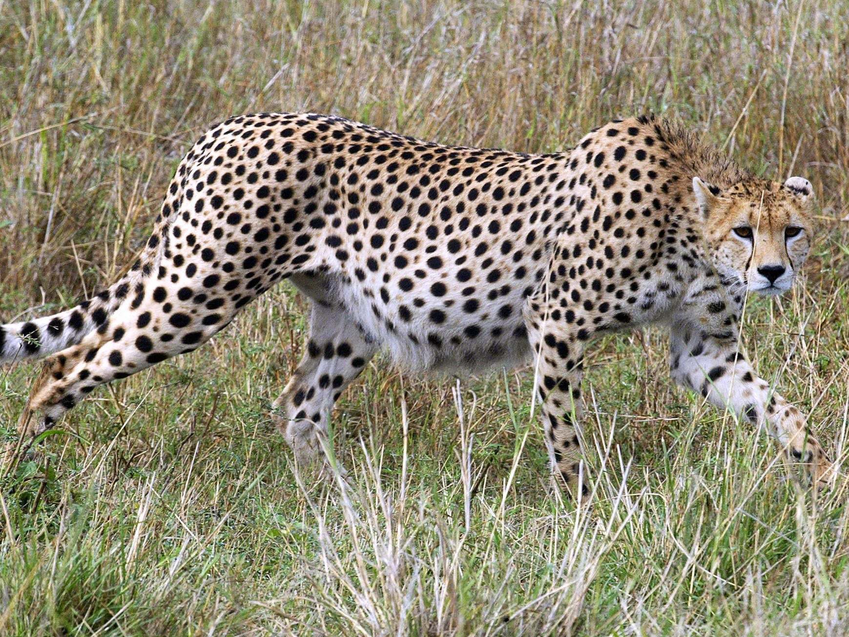 The huge majority of cheetahs live in Africa
