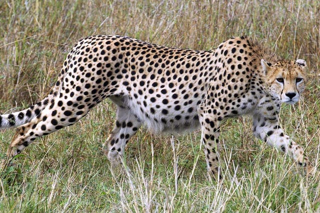 The huge majority of cheetahs live in Africa