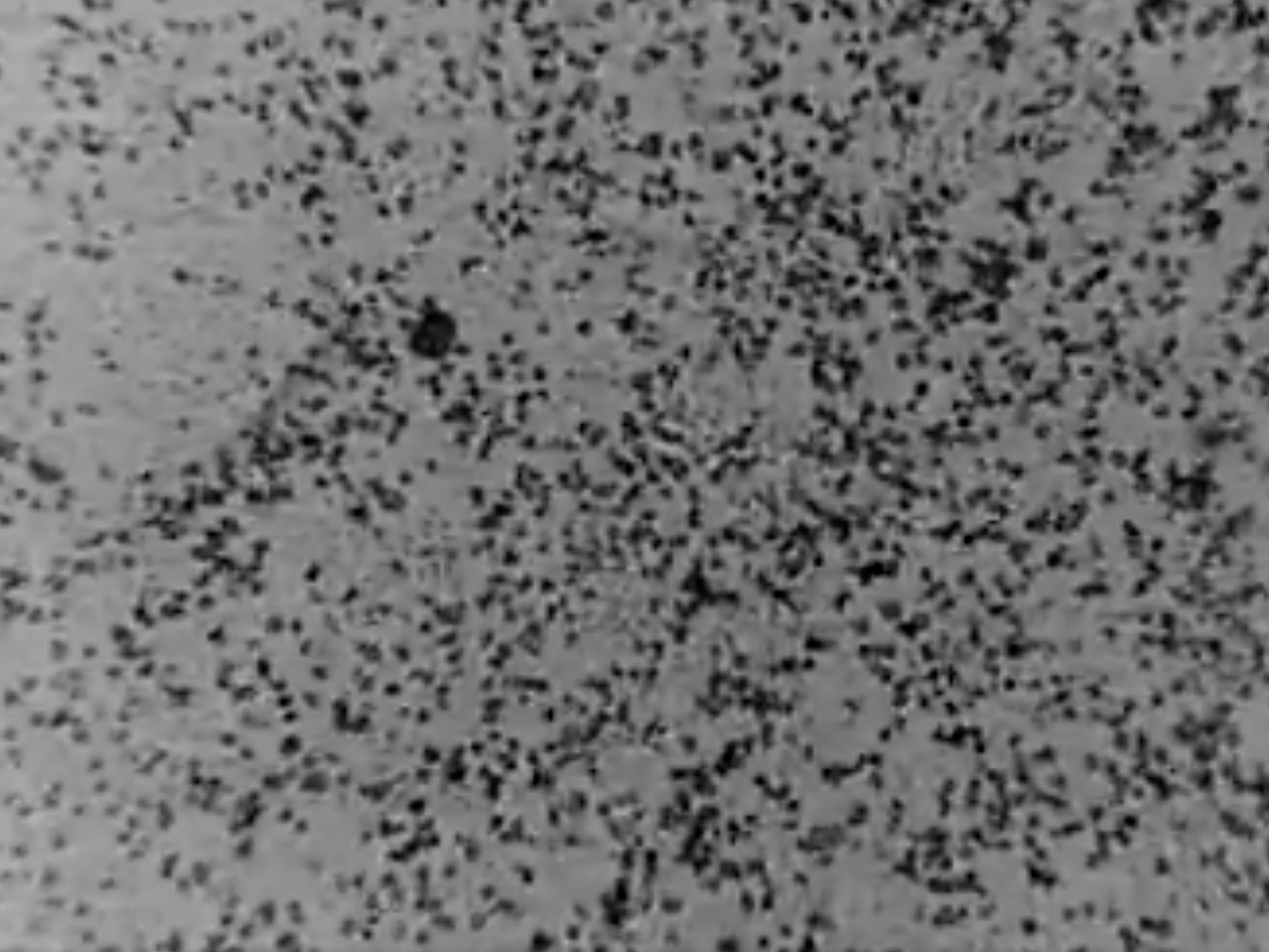 Coronavirus: Australian scientists first to recreate deadly virus outside China