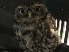 ‘Extremely obese’ little owl found in ditch was too fat to fly