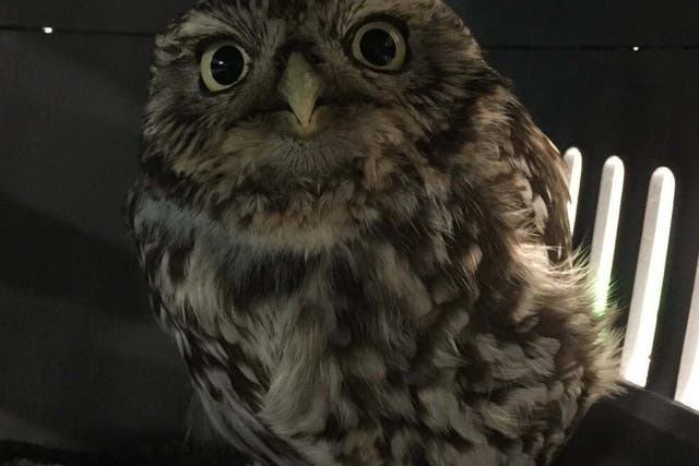 Plump the owl, who ate so many mice and voles that she became too fat to fly and was put on a diet at Suffolk Owl Sanctuary