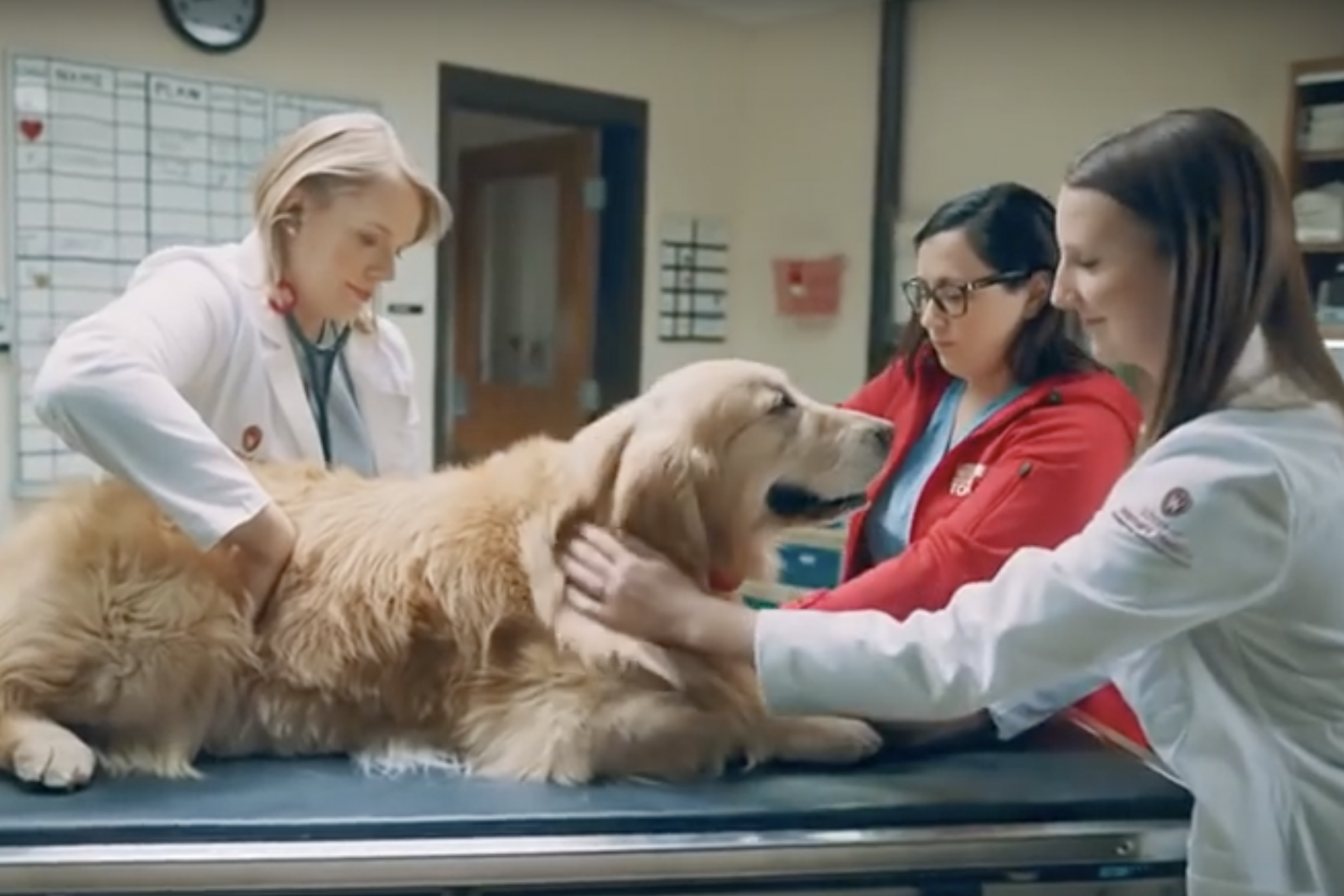 MacNeil hopes to raise awareness and funds for the veterinary school that saved Scout's life (YouTube: WeatherTech)