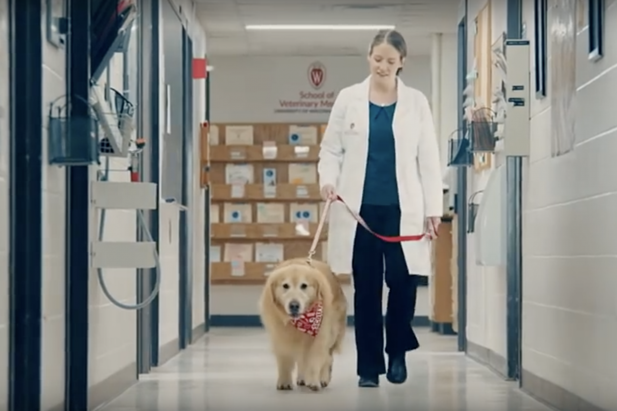 Scout the dog. was given just one month to live after being diagnosed with a tumour on his heart (YouTube: WeatherTech)