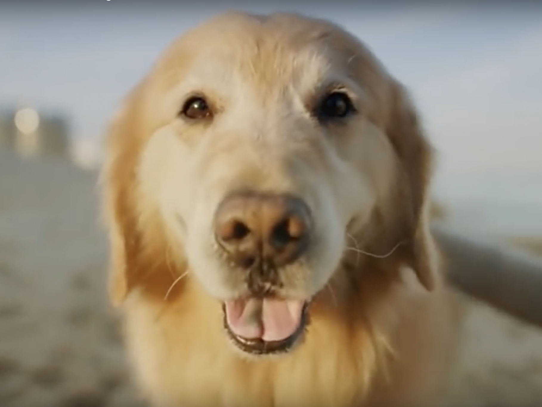 Scout is the star of the Super Bowl advert titled 'Lucky Dog' (YouTube: WeatherTech)