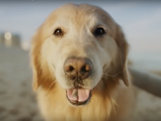 Man buys £4.6 million Super Bowl ad to thank vets who saved pet’s life
