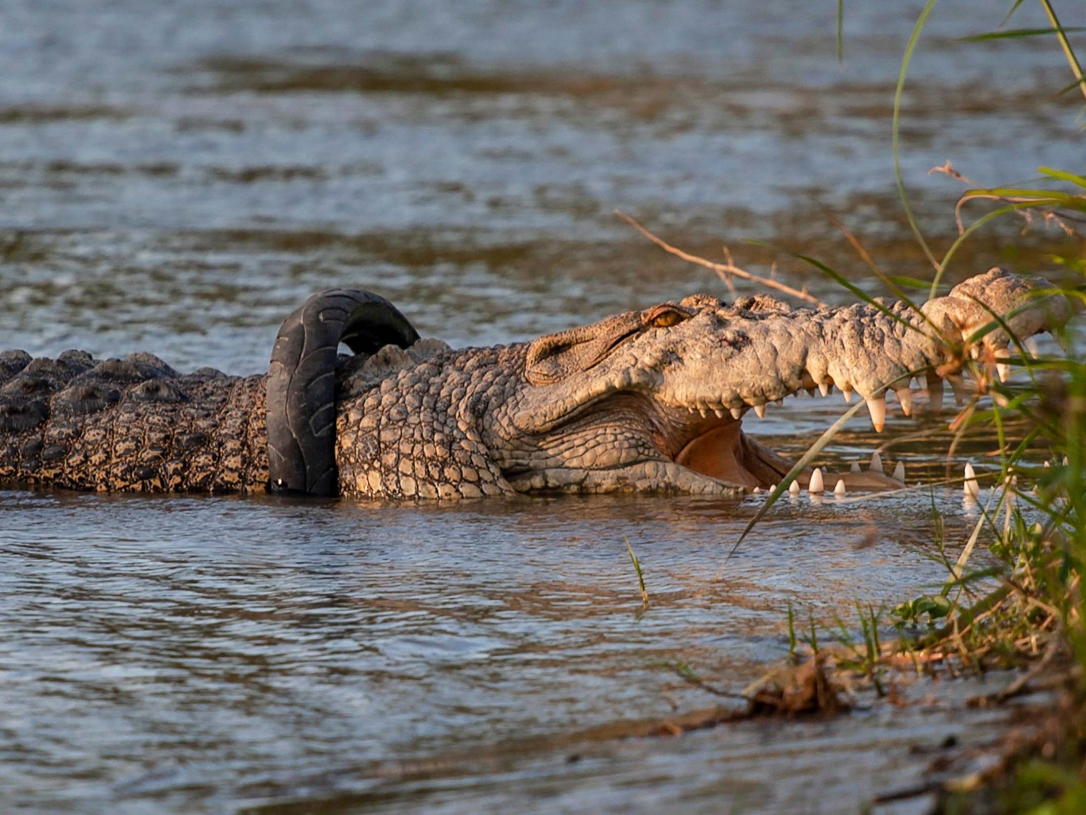 A crocodile swims with a motorcycle tyre stuck around its neck in the Palu river in Palu, Indonesia