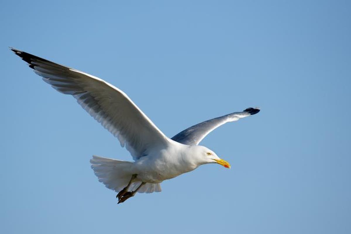 Pensioner arrested for beating seagull to death with walking stick