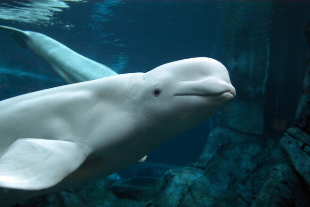Beluga whale numbers in Alaska have fallen dramatically over the past few decades