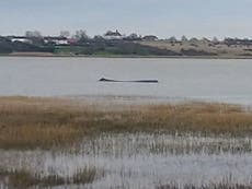 Sperm whale dies after three-day struggle in Thames estuary