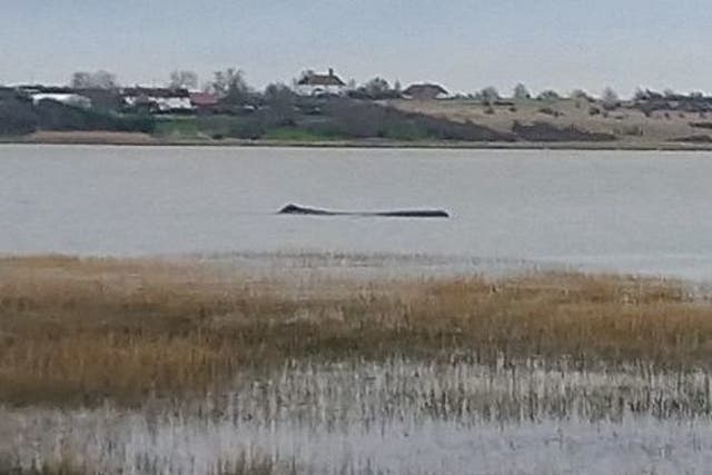 The sperm whale spent three days in the estuary before it was found dead on Saturday