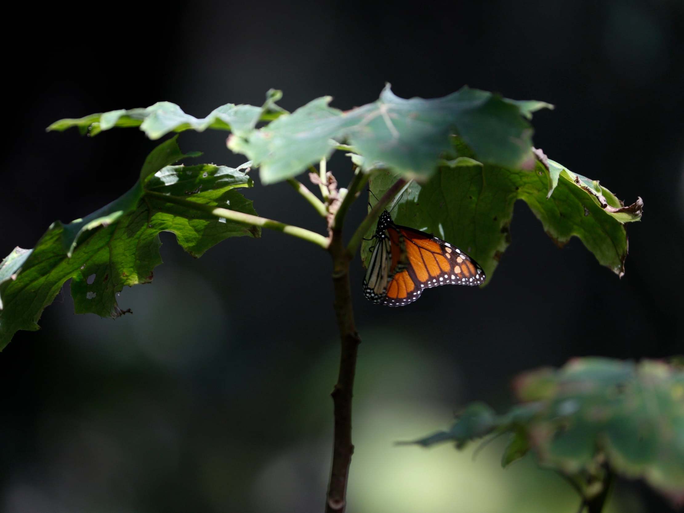 Second person linked to butterfly sanctuary found dead in Mexico