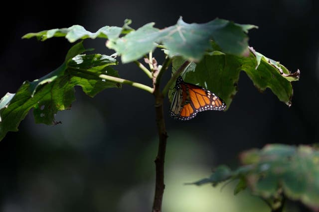A monarch butterfly rests on a plant in the winter nesting grounds of El Rosario Sanctuary, near Ocampo, Michoacan state