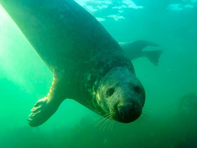 Wild grey seals have been filmed clapping underwater for the first time