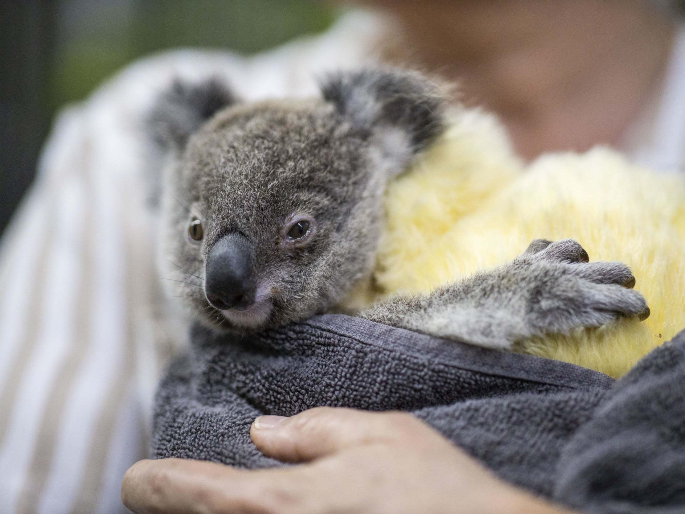 A rescued koala is seen at the animal hospital at the RSPCA headquarters in Brisbane, Australia, 21 January, 2020 ( Glenn Hunt/EPA )