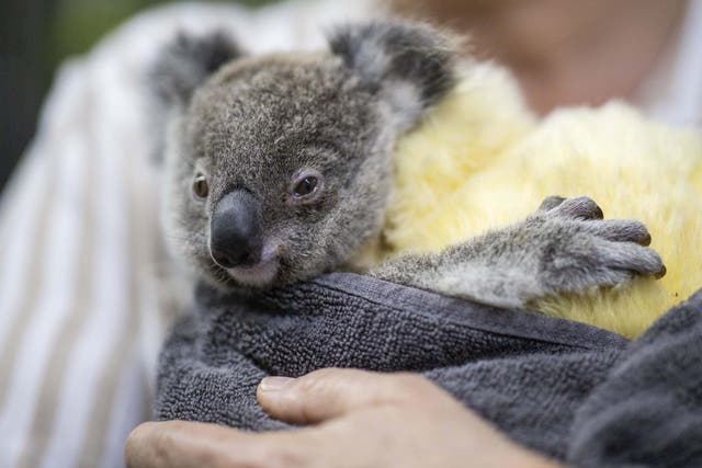 A rescued koala is seen at the animal hospital at the RSPCA headquarters in Brisbane, Australia, 21 January, 2020 ( Glenn Hunt/EPA )