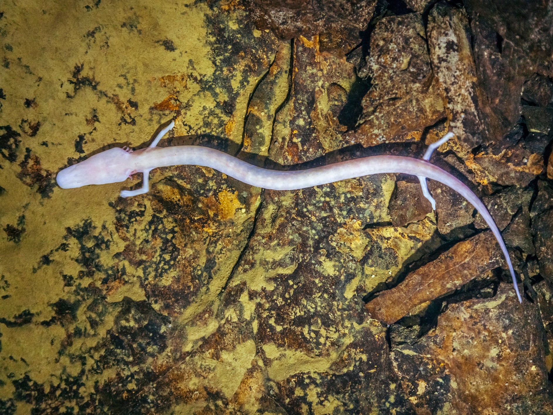 Once an olm finds a comfortable spot, it can stay there for a long time