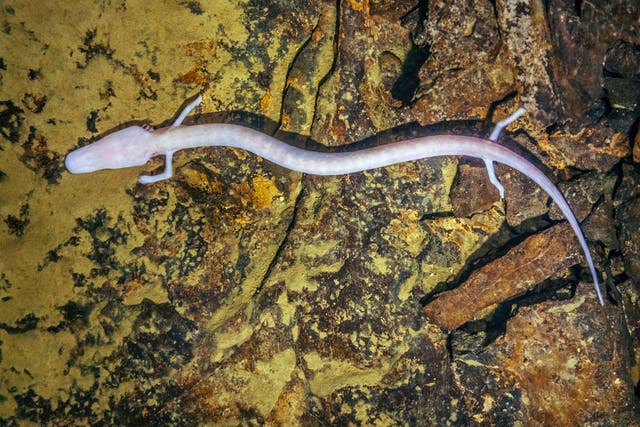 Once an olm finds a comfortable spot, it can stay there for a long time