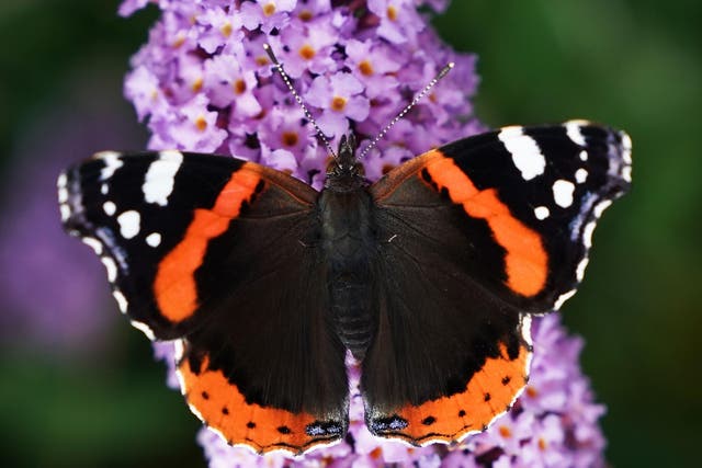A red admiral butterfly was spotted in December when usually they would not emerge while March