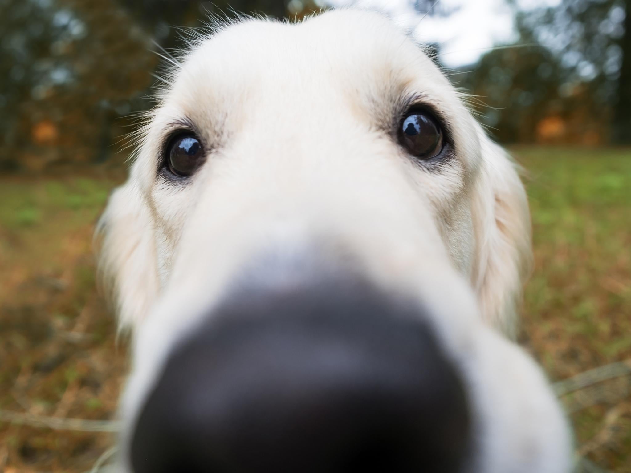 Dogs' powerful noses can detect the bacteria that causes citrus greening