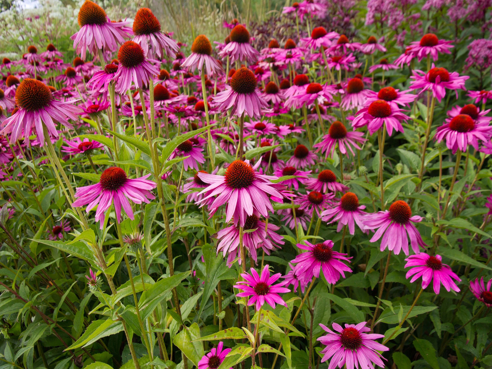 Echinacea can produce more seeds in extreme temperatures (Getty)