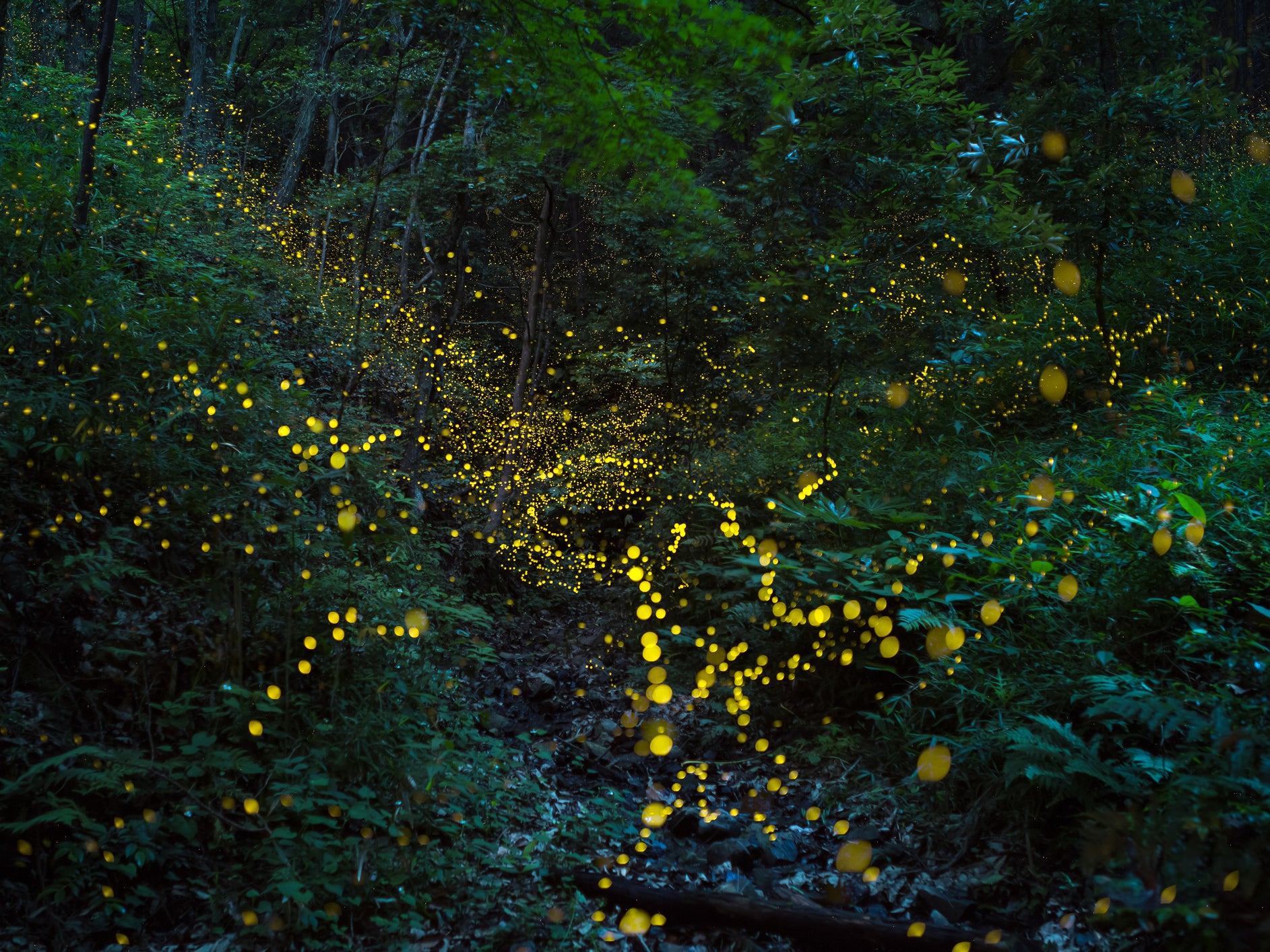 Gleaming clouds of fireflies glow in a forest at dusk