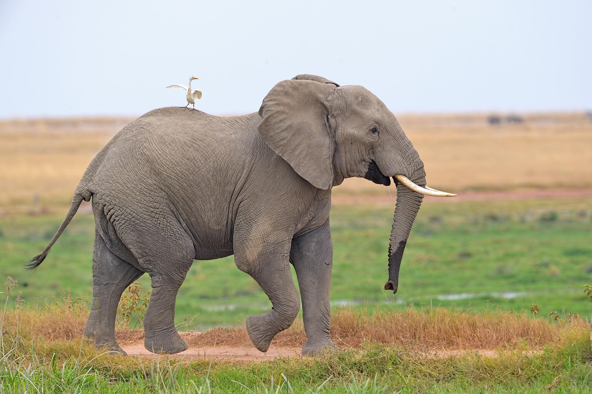 New research shows how elephants use their tusks and strength to help other elephants when they die (Adwait Aphale)