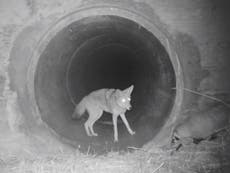 Coyote and badger seen travelling together in rare camera footage
