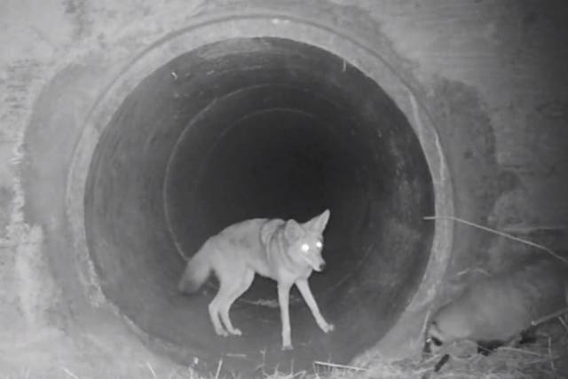 A covert camera captured the moment a coyote waited for a badger to catch up before the pair travelled through a tunnel underneath a busy road in California.