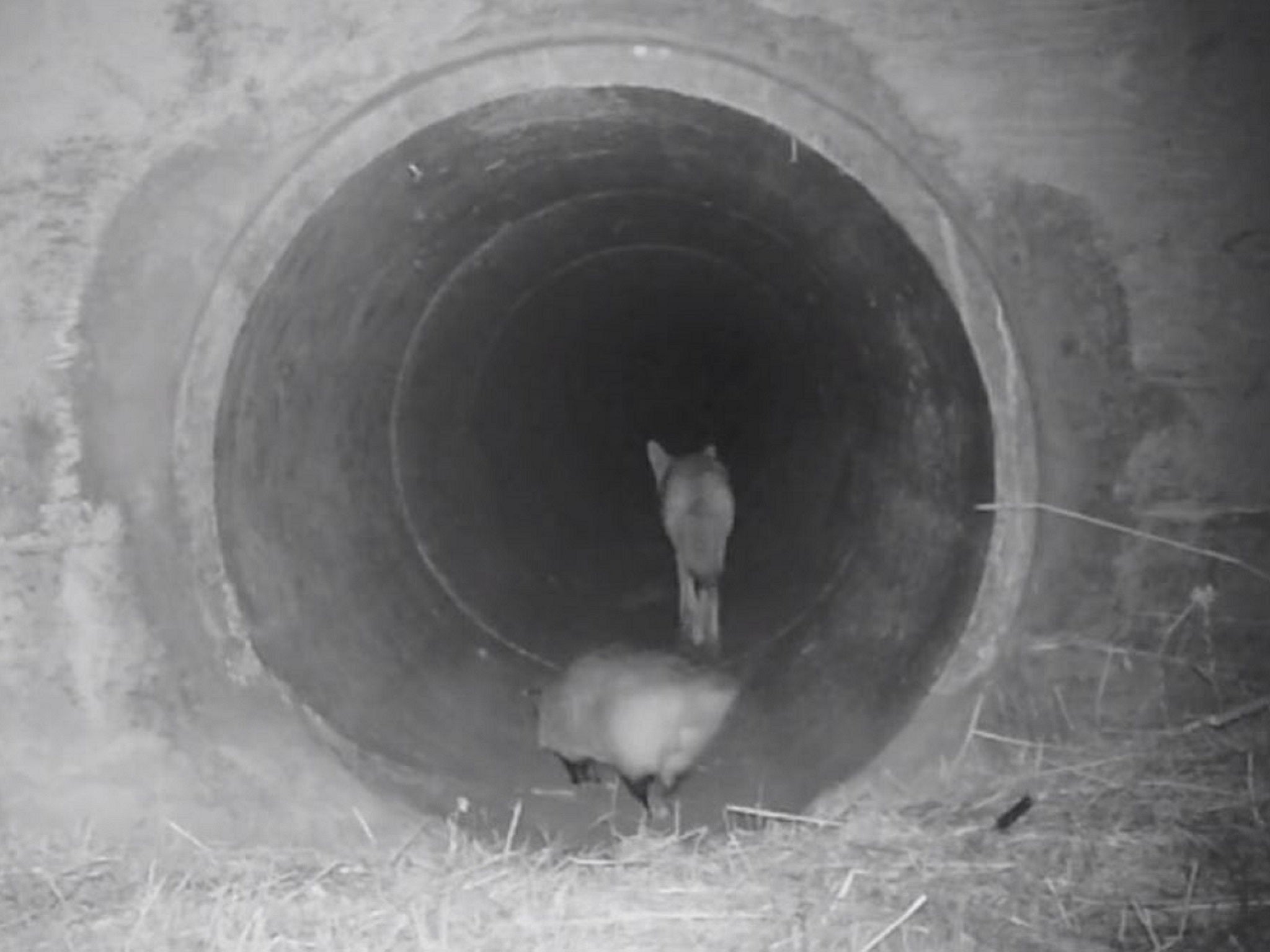 A covert camera captured the moment a coyote waited for a badger to catch up before the pair travelled through a tunnel underneath a busy road in California. (Peninsula Open Space Trust )