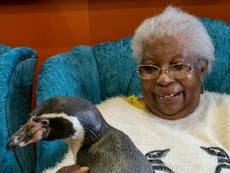 Care home grants wish of elderly woman who dreamed of seeing penguins