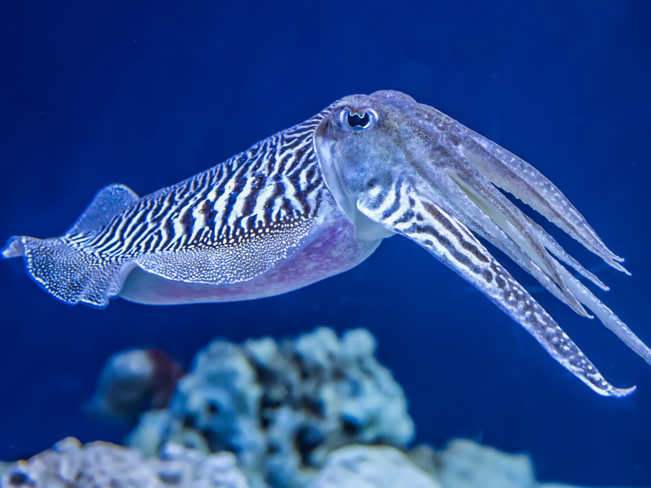 The European common cuttlefish (Sepia officinalis) is generally found in the eastern North Atlantic, the English Channel and the Mediterranean Sea